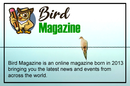 bird magazine