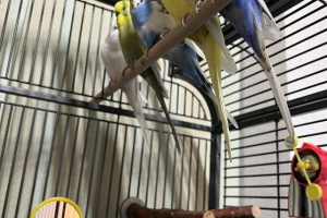 5 x budgies with cage accessories for sale